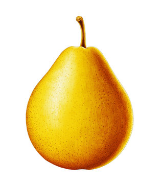 Highly detailed high quality realistic pear illustration