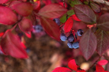 blueberries on a branch, background, close-up
