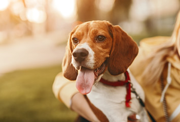 Happy dog with owner in park