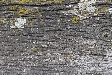 Closeup of old wooden window sill texture with lichen for background