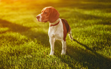 Cute dog standing on lawn