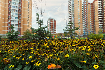 Autumn yellow orange flowerbed modern apartment residential area