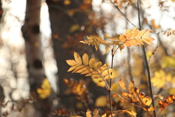 Rowan autumn the sun shines through