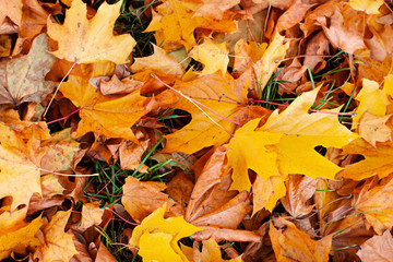 Autumn tree with colorful leaves. Close up seasonal texture