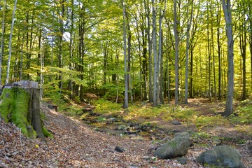 Beautiful colorful autumn sunny day in Jizera Mountains, Czech Republic, Protected landscape area.