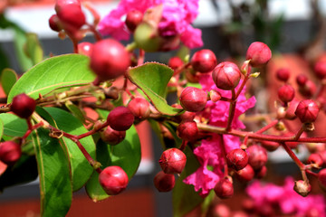 Detailed closeup of bush branches with blooming wild roses 