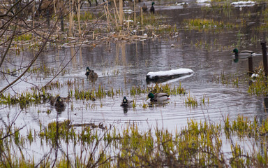 Утки на зимовке в городе