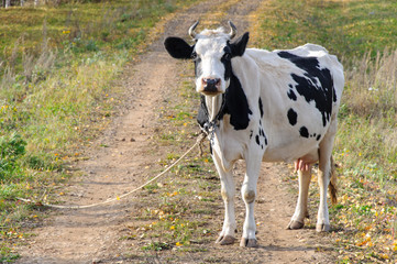 Lonely cow on the road. Agricultural landscape. Country life. Country animal on the walk.