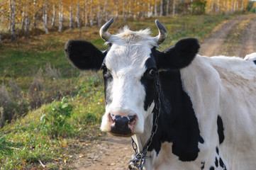 Lonely cow on the road. Agricultural landscape. Country life. Country animal on the walk.