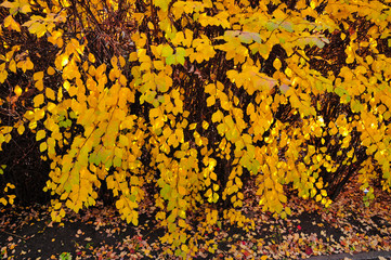 Spiraea bush in vivid autumn colors 