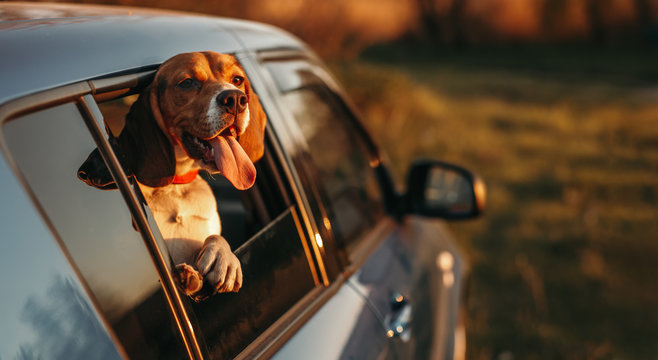 Happy dog in car in countryside