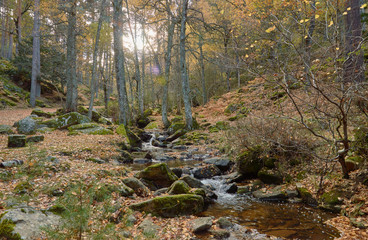 Fototapeta premium Cae el otoño en el arroyo del Sestil del Maíllo en el Parque Nacional de Guadarrama. Comunidad de Madrid. España