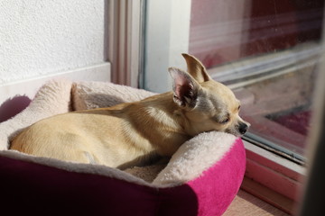 Closeup portrait of small funny beige mini chihuahua dog, puppy is waiting for owner near the door, window