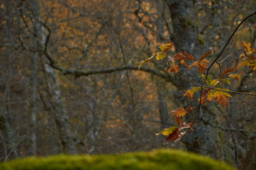 Cae el otoño en el arroyo del Sestil del Maíllo en el Parque Nacional de Guadarrama. Comunidad de Madrid. España