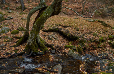Cae el otoño en el arroyo del Sestil del Maíllo en el Parque Nacional de Guadarrama. Comunidad de Madrid. España