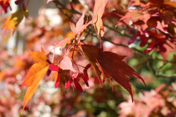 Blätter im Herbst