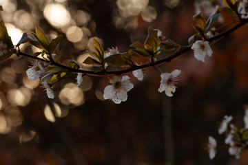 cherry tree blossom