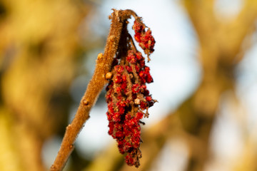 Naklejka premium red berries in winter