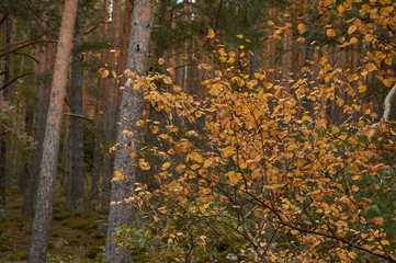 Cae el otoño en el arroyo del Sestil del Maíllo en el Parque Nacional de Guadarrama. Comunidad de Madrid. España