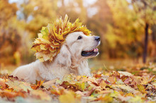Golden retriever with leafs wreath on head looking to the side