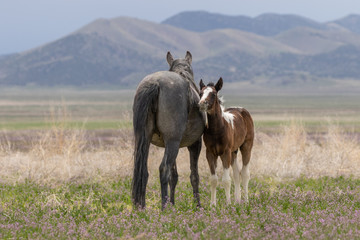 Wild Horse Mare and Foal in the Utah Desert