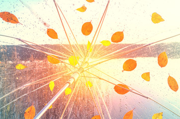 Bright autumn colors.Orange and yellow fall leaves on a transparent umbrella