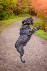 Miniature schnauzer dog for a walk in the autumn park. Dog with a haircut for a walk. . Dog on a walk.
