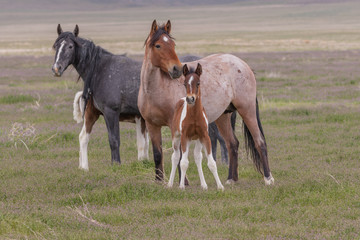 Fototapeta premium Wild Horse Mare and Foal in the Utah Desert
