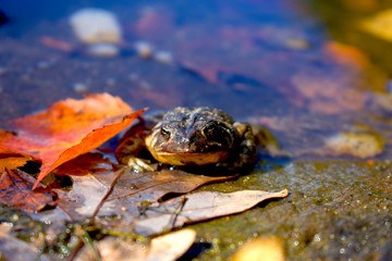 Frog in Nature