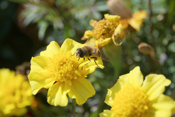 bee on yellow flower