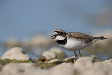 Shorebirds, bird, animal, Little ringed plover