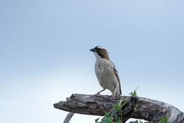 White-browed sparrow-weaver perched on a dry branch