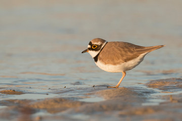 Shorebirds, bird, animal, Little ringed plover