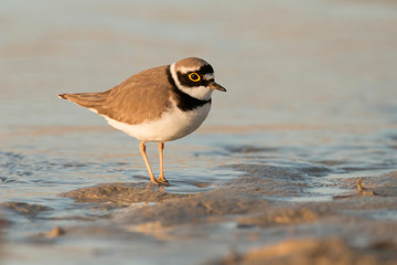 Shorebirds, bird, animal, Little ringed plover