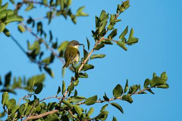 A small yellow-breasted Apalis perched on a thorny branch of a green tree