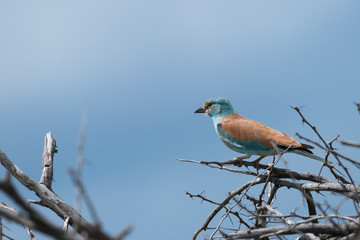 European roller perched on top of a dry bush