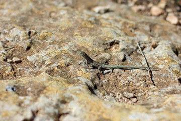 Small reptile walking on rocky underground