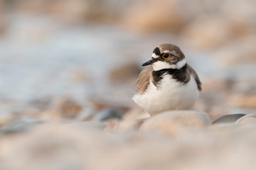 Shorebirds, bird, animal, Little ringed plover