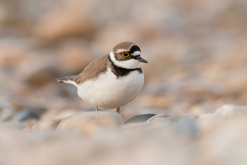 Shorebirds, bird, animal, Little ringed plover