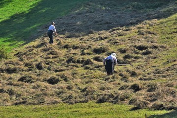 peasants working the hay in the field © sebi_2569