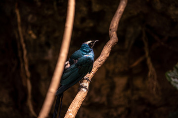 beautiful bird in the Central Park zoo in New York city, New York city wildlife image from the Central Park zoo