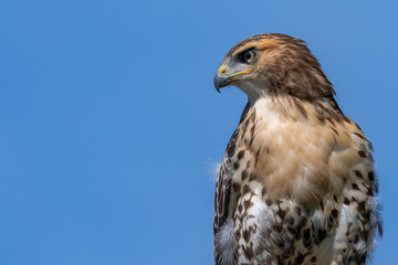 A closeup portrait of a Red-tailed hawk with blue sky.