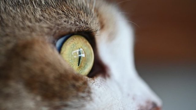 Macro Close-up cat eye looking outside. Slow Motion, 120 fps cute cat concentrate and looking outside window.