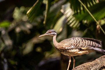 beautiful bird in the Central Park zoo in New York city, New York city wildlife image from the Central Park zoo