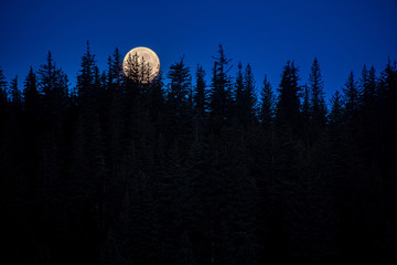 Moon Behind Conifers