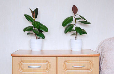 Two ficus plants in white ceramic flower pots stand on a chest of drawers in the room. Ficus elastic in the interior.