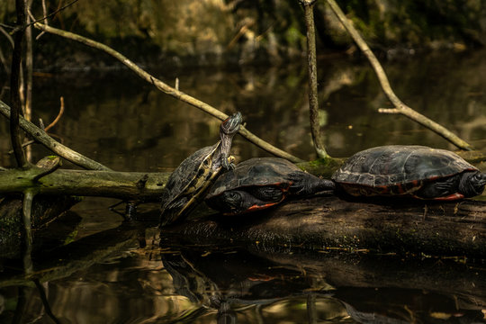 turtles in the amazing Central Park zoo in New York city, New York city zoo image
