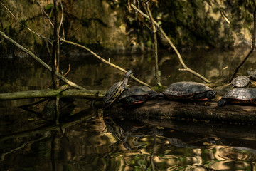 turtles in the amazing Central Park zoo in New York city, New York city zoo image