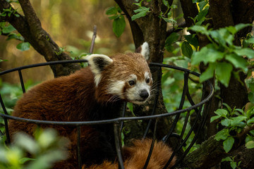red panda in the Central Park zoo in New York city, wildlife of New York city zoo