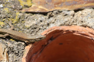 lizard at a pipe in a stone wall in bopparder hamm